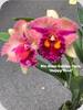 Rlc. Siam Golden Flaire Happy Time